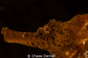 "Sunny Eye's"
A close-up of a Seahorse. by Chase Darnell 